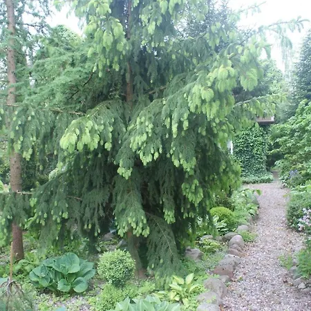 Dorf Stille - Huetten In Den Gaerten Magra - Rose *
